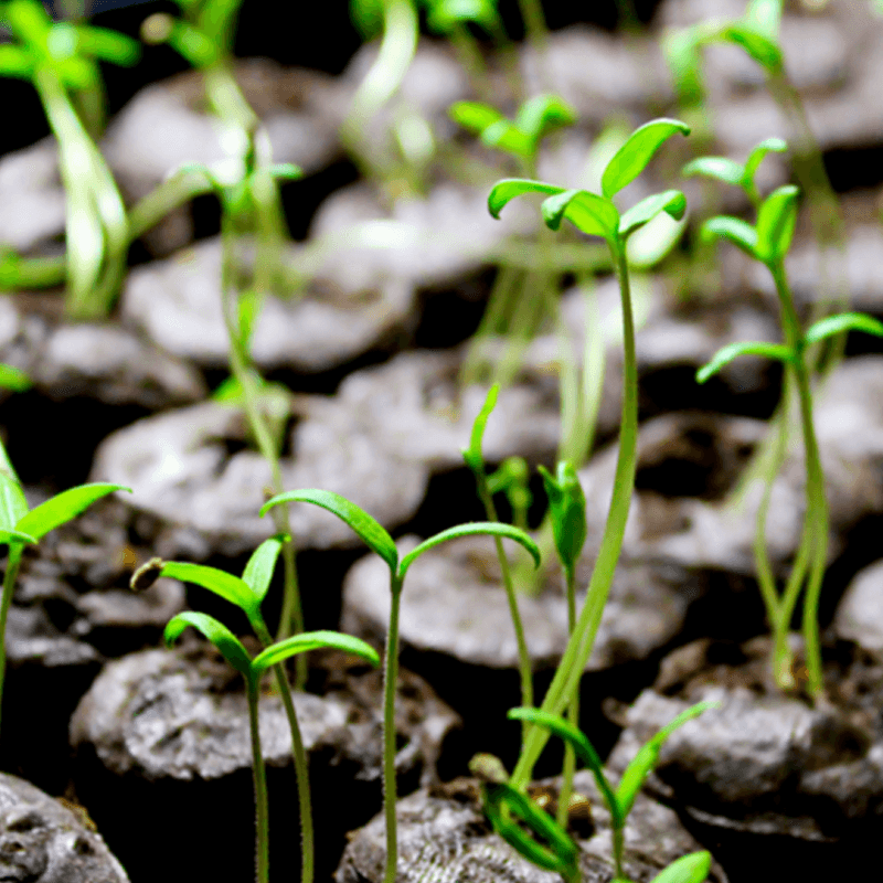 Overwatering (Drowning the Seeds)