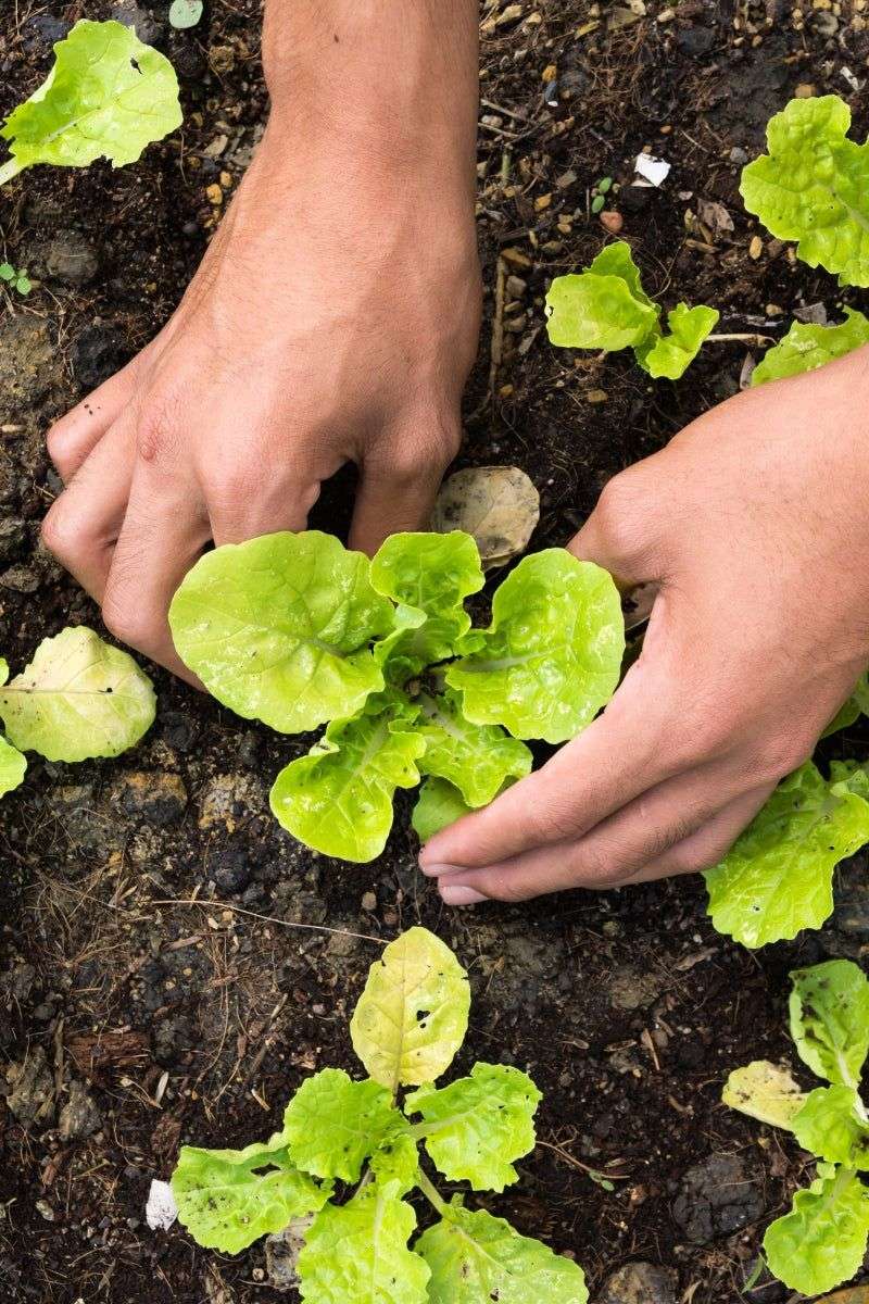 Neglecting Plant Spacing