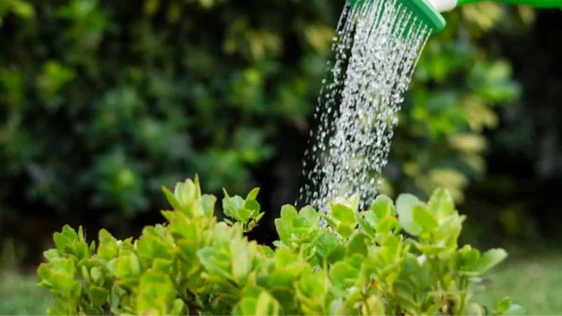 Watering Techniques