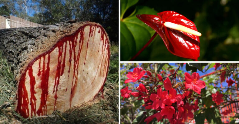 Plants That “Bleed” When Cut—And What It Means