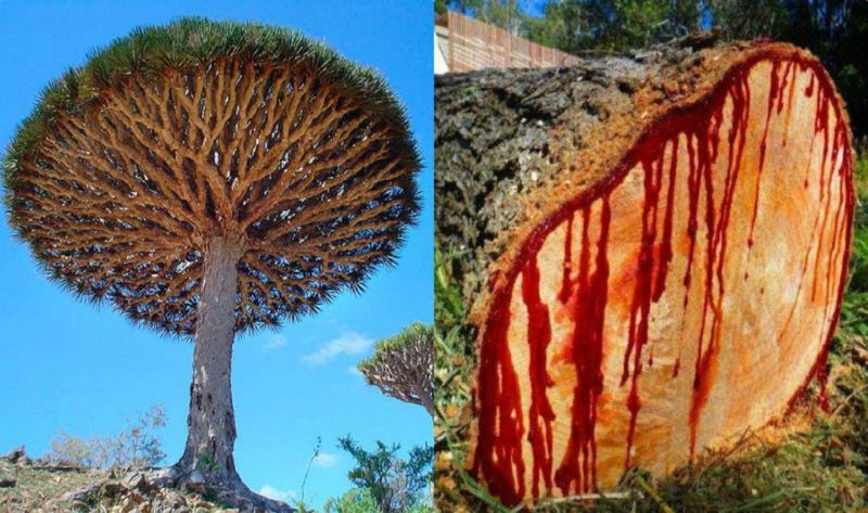 Dragon's Blood Tree