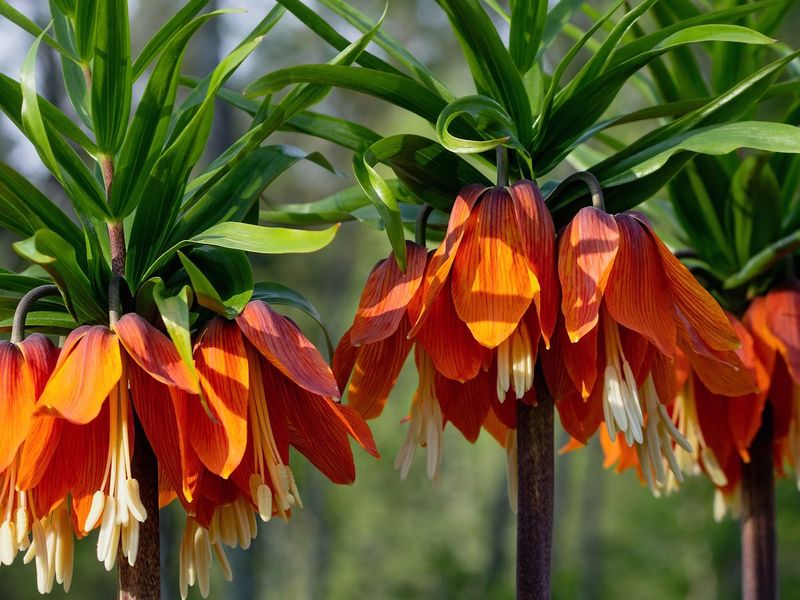 Crown Imperial