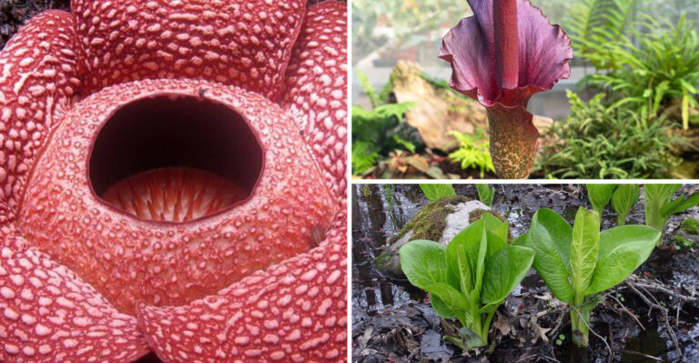 Plants That Smell Like Skunks (But Are Totally Worth It)