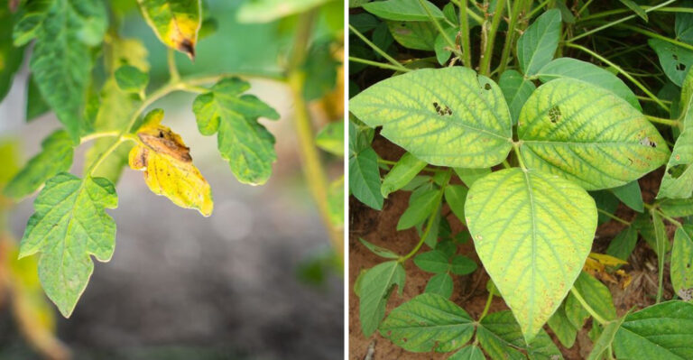 Plants That Turn Yellow, Purple, or Red When They Lack Nutrients—A Living Soil Test
