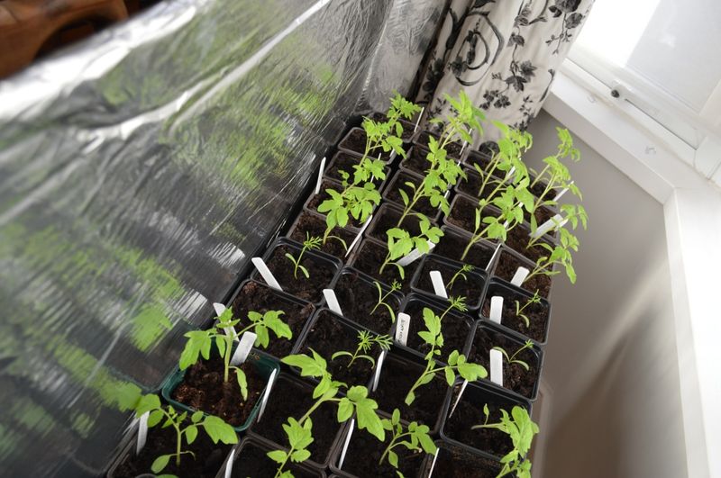 Aluminum Foil Sun Box