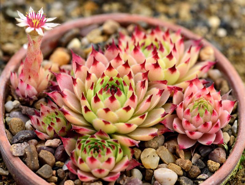 Sempervivum (Hens & Chicks)
