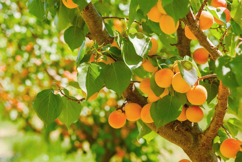 Apricot (Prunus armeniaca)