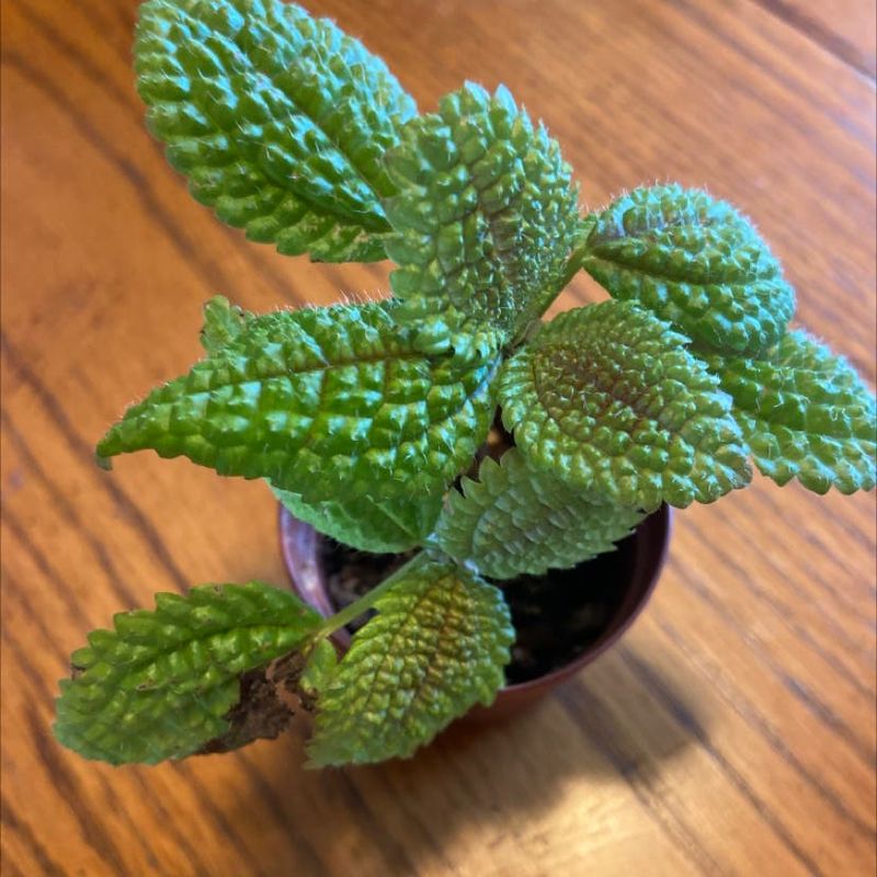 Friendship Plant (Pilea involucrata)