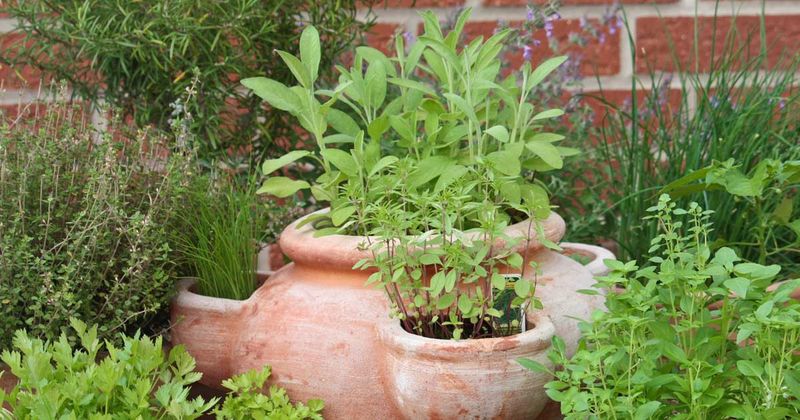 Mediterranean-Inspired Herb Garden