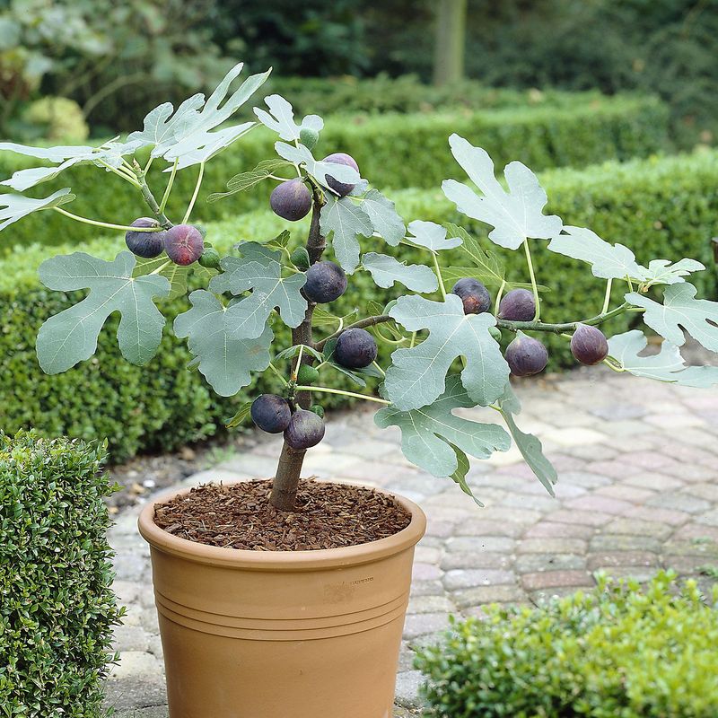 Fig ‘Little Miss Figgy’