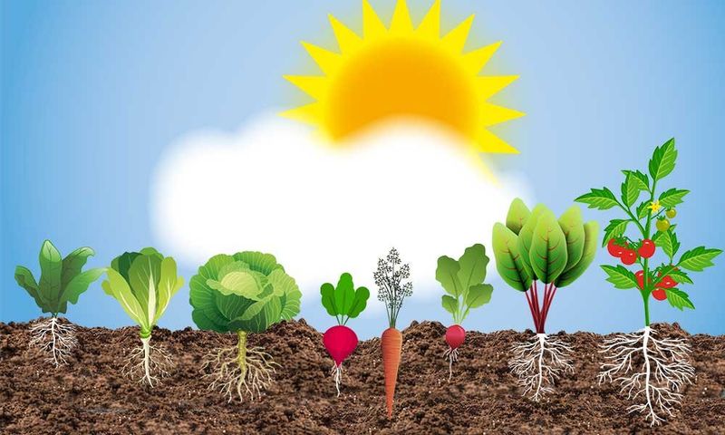 Ignoring Sunlight Needs