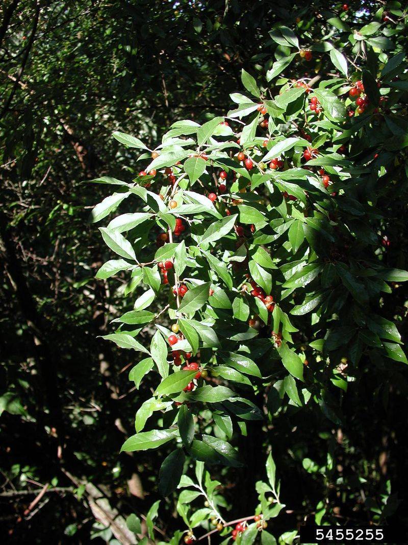 Autumn Olive (Elaeagnus umbellata)