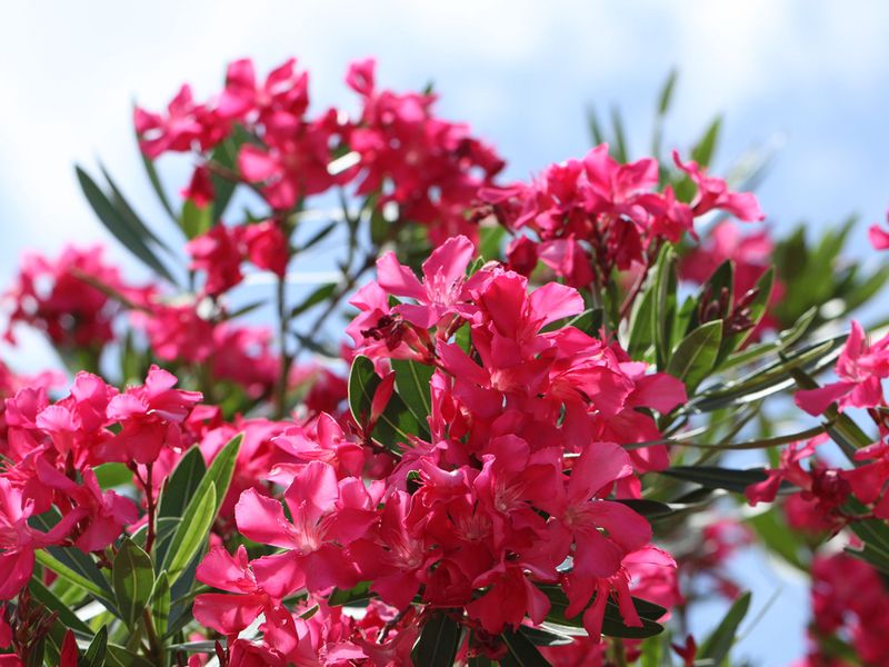 Oleander