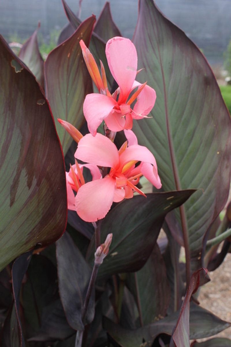 Canna Lily (Canna spp.)