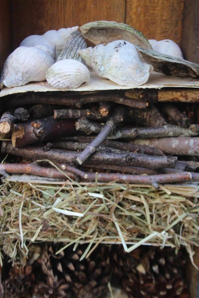 Implement Sea Shells