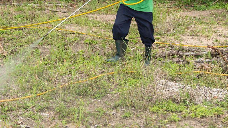 Weed & Feed Products (Herbicide-Fertilizer Mixes)