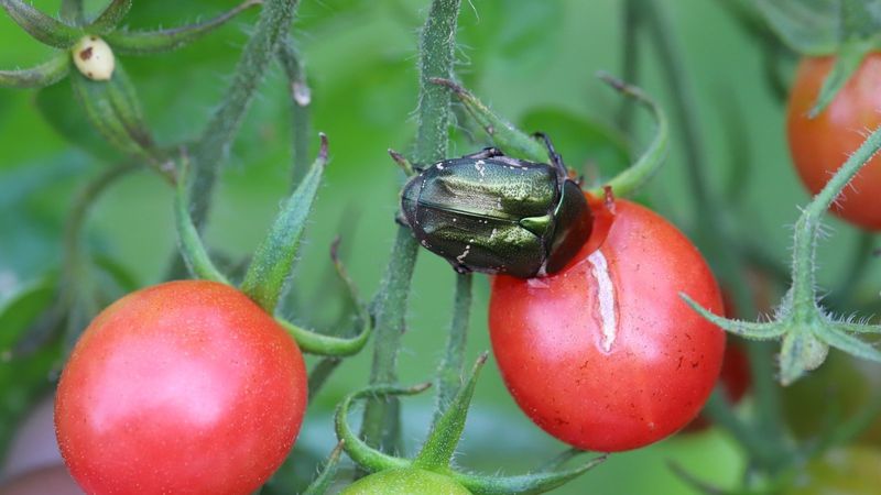 Tomatoes Attract Shared Pests