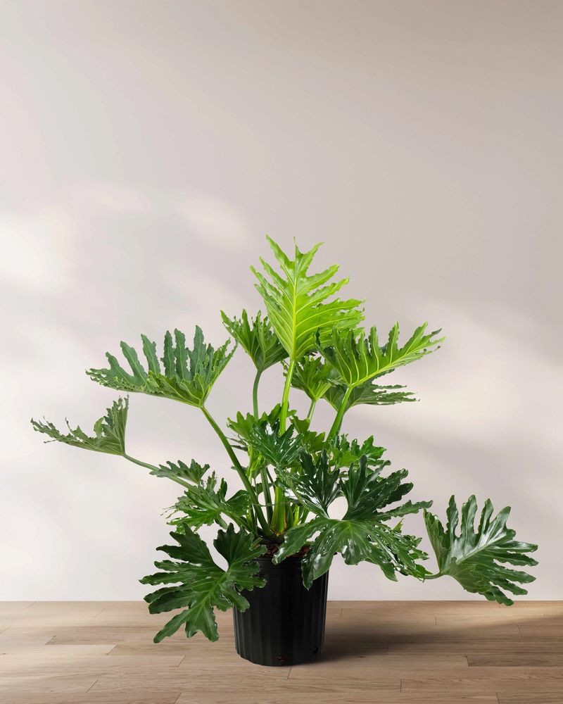 Philodendron