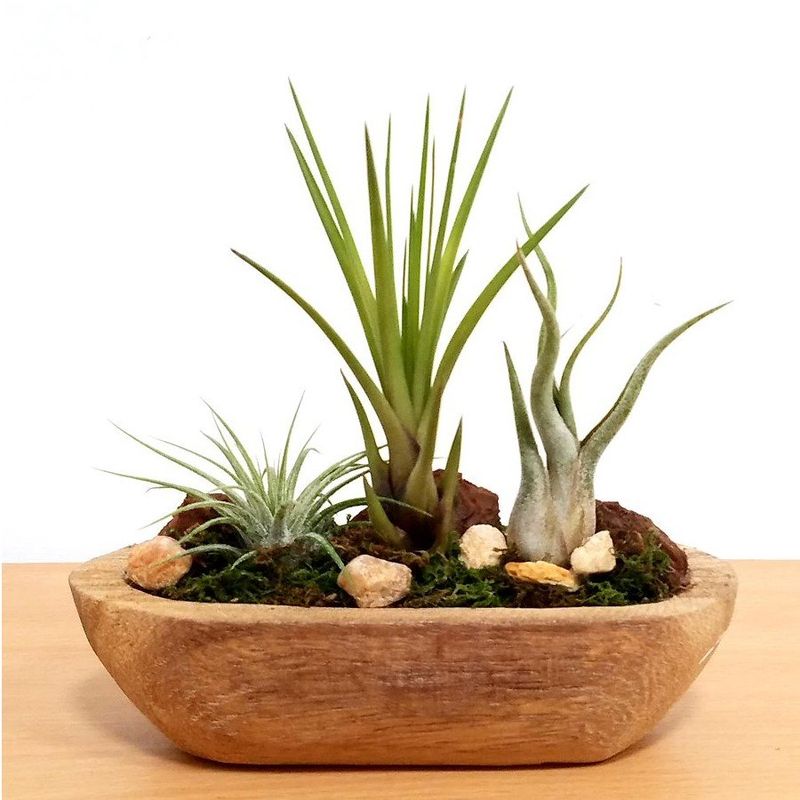Air Plants (Tillandsia)
