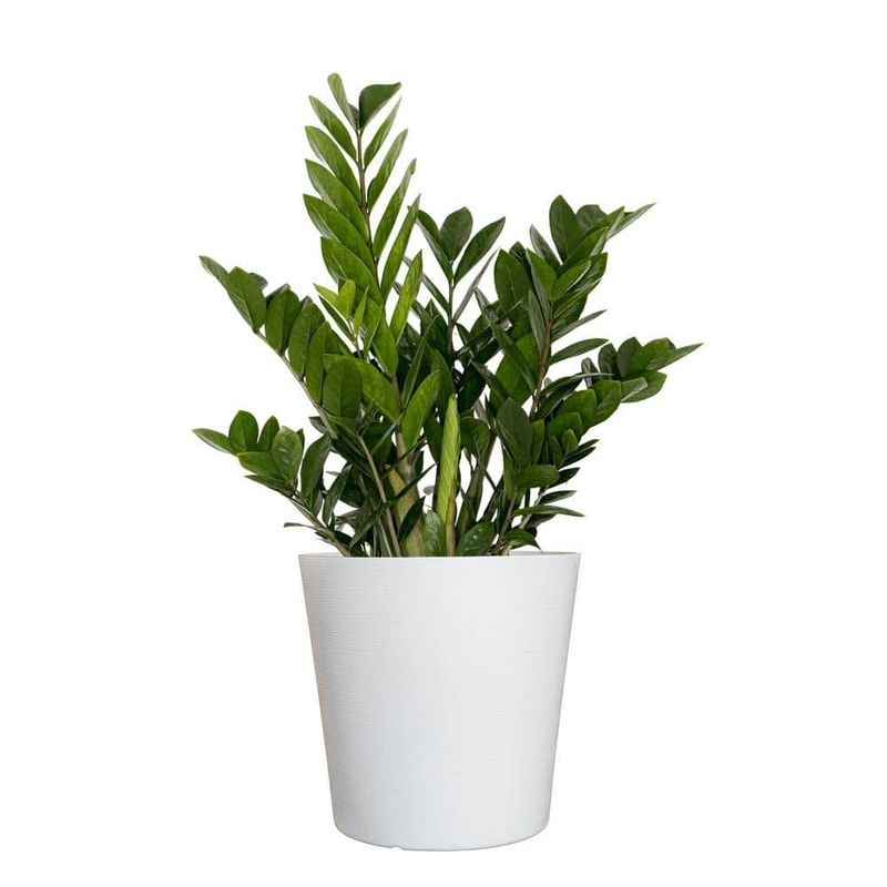 ZZ Plant
