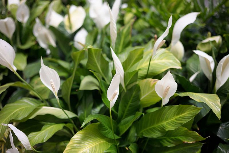 Peace Lily (Spathiphyllum)
