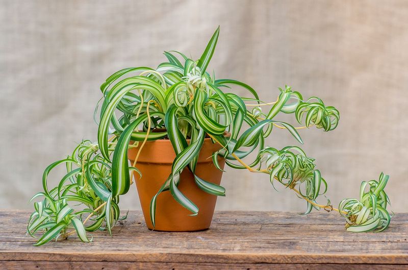 Spider Plant (Chlorophytum comosum)
