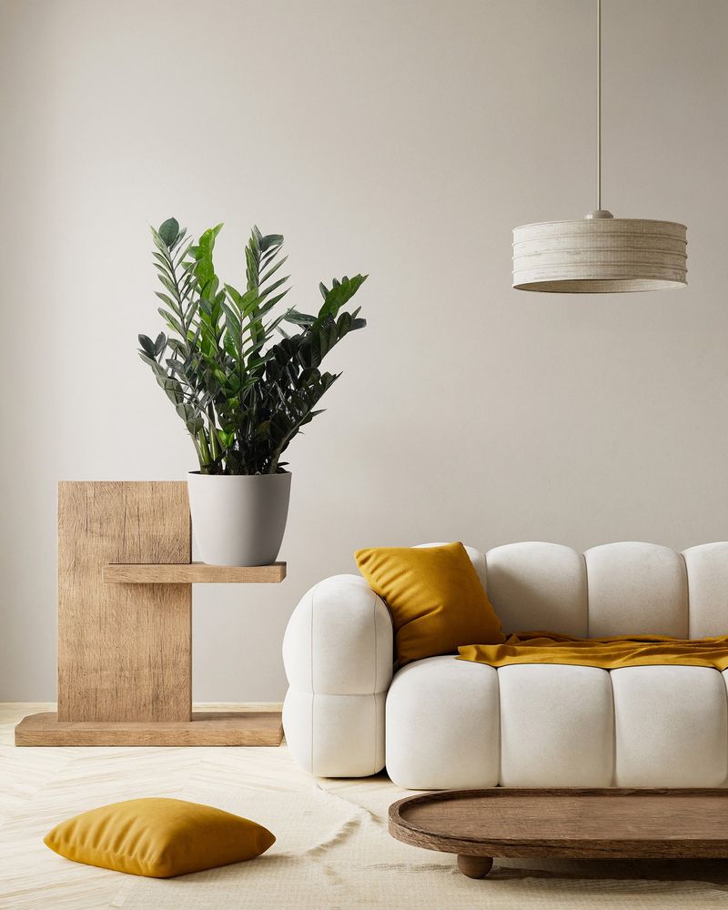 ZZ Plant (Zamioculcas zamiifolia)