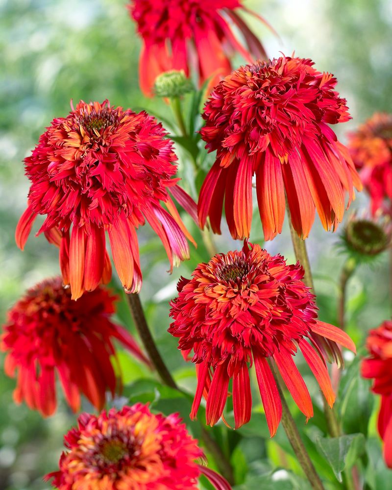 Hot Papaya Coneflower