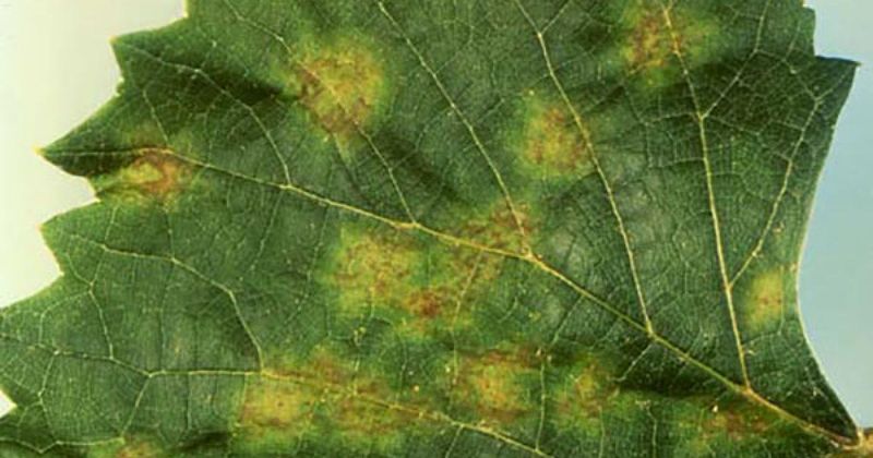Downy Mildew