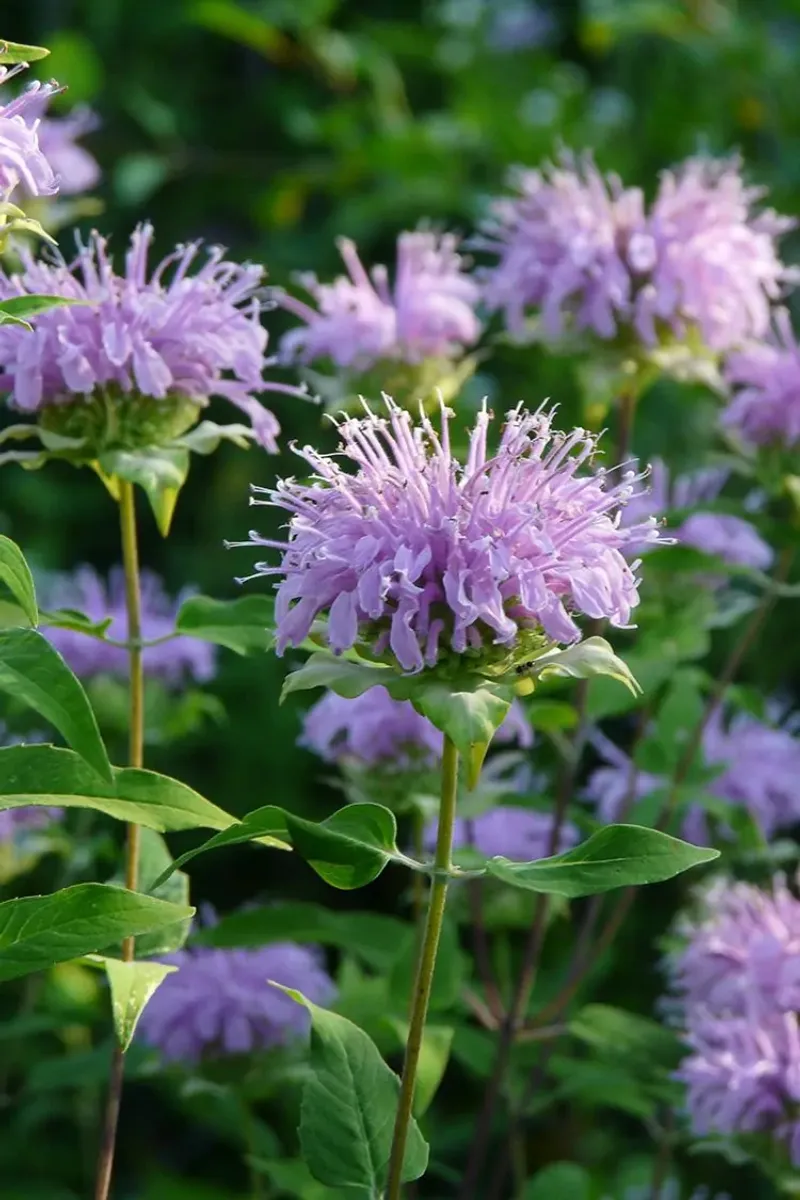 Wild Bergamot (Monarda fistulosa)