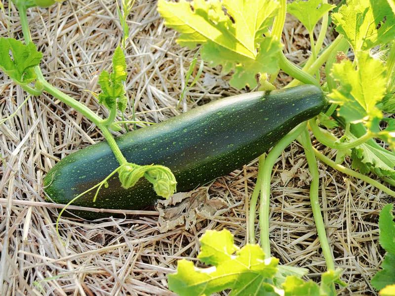 Fertilizing Before Mulching