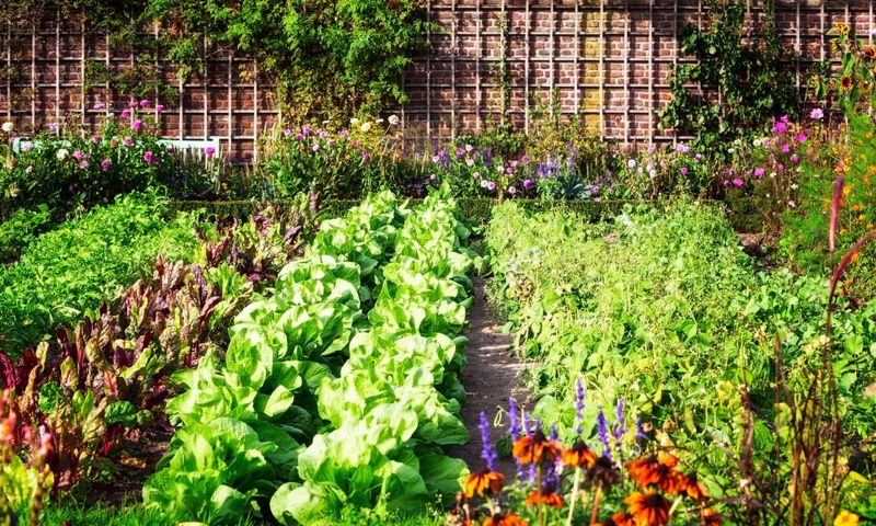 The Modern Victory Garden Movement