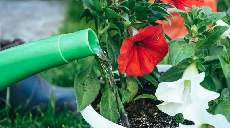 Avoid Wetting the Leaves (Water at the Base)