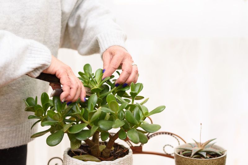 Rejuvenating Older Plants