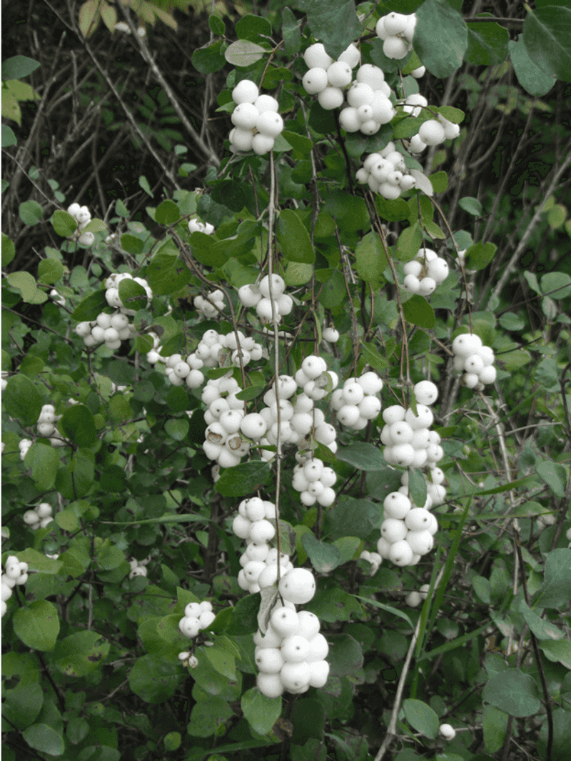 Snowberry (Symphoricarpos albus)