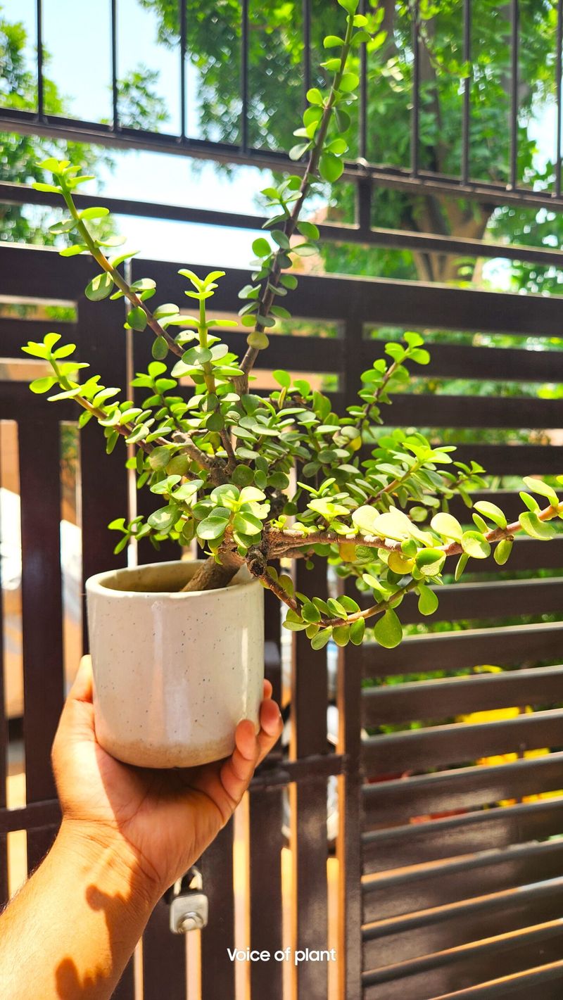 Enhancing Sunlight Exposure