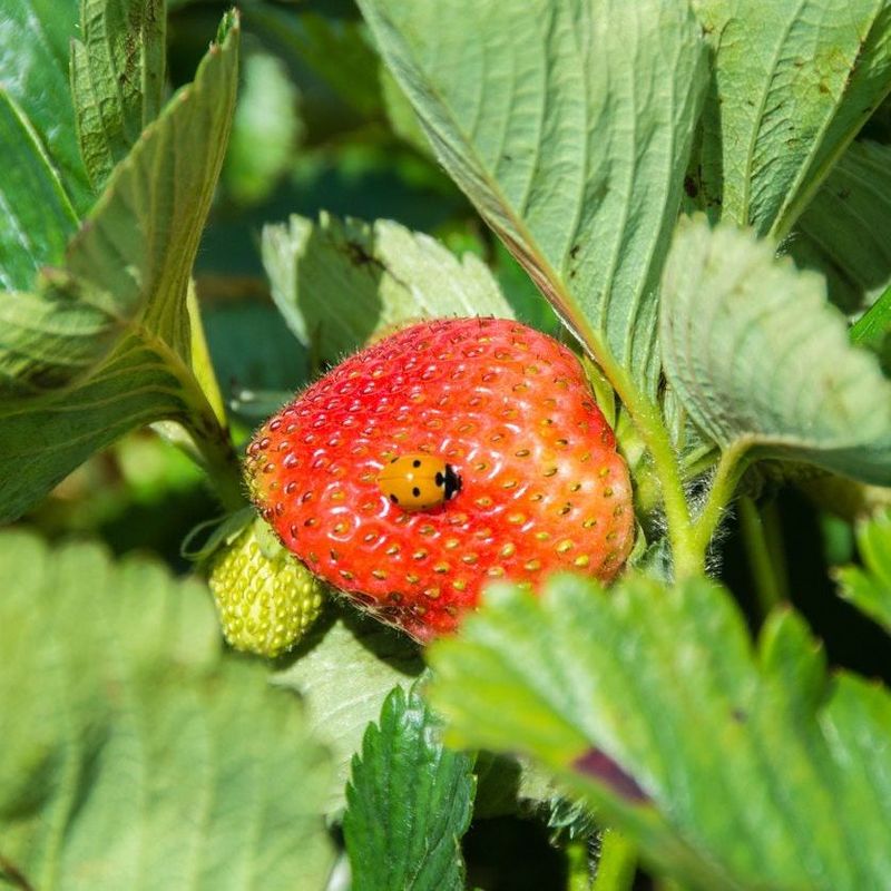 Protect from Pests and Diseases