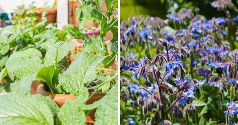 Companion Planting with Borage