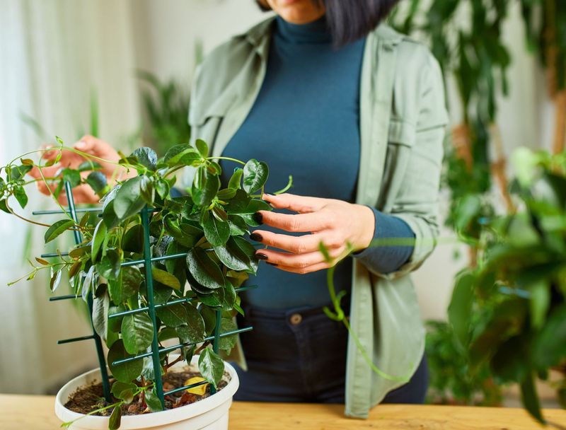 Bring Indoors Before Frost