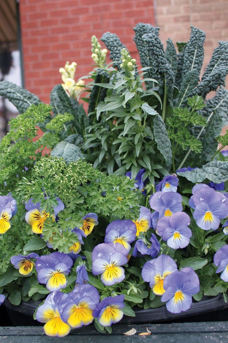 Companion Planting Techniques