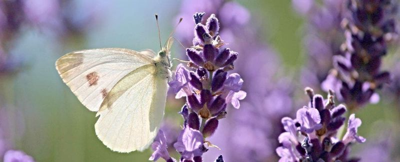 Protecting Against Pests