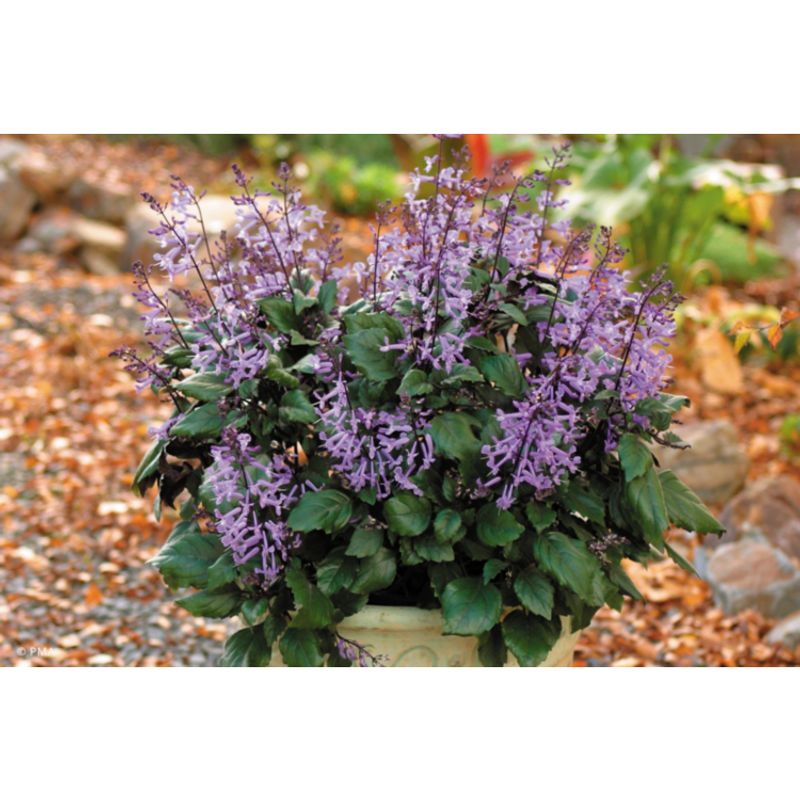 Temperature and Humidity Preferences