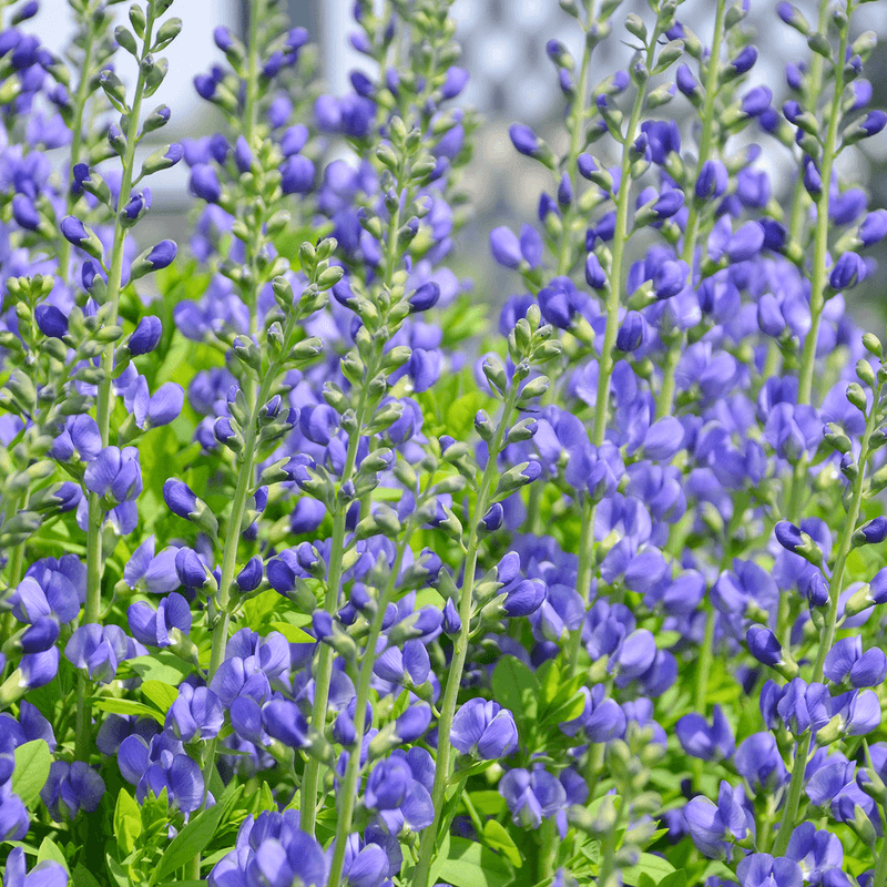Baptisia