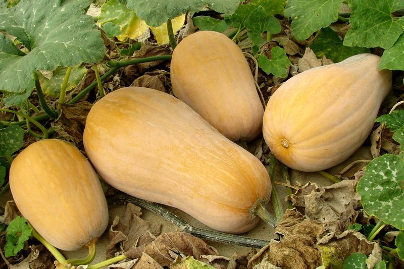 Winter Squash (Butternut, Acorn, etc.)