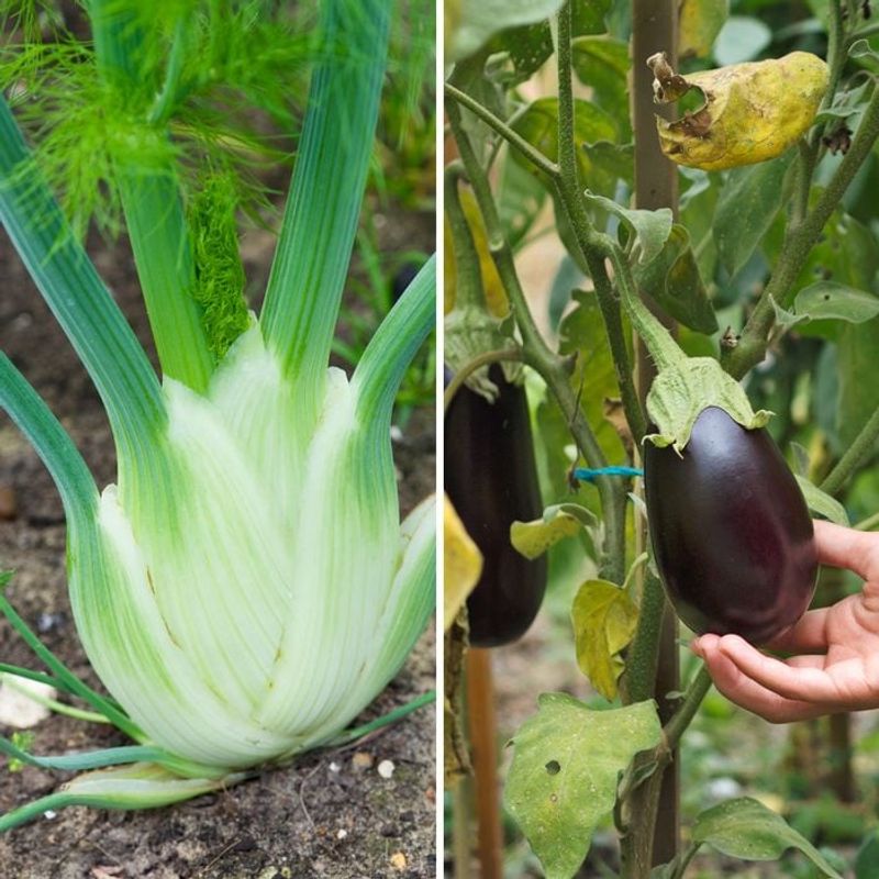 Eggplants and Fennel