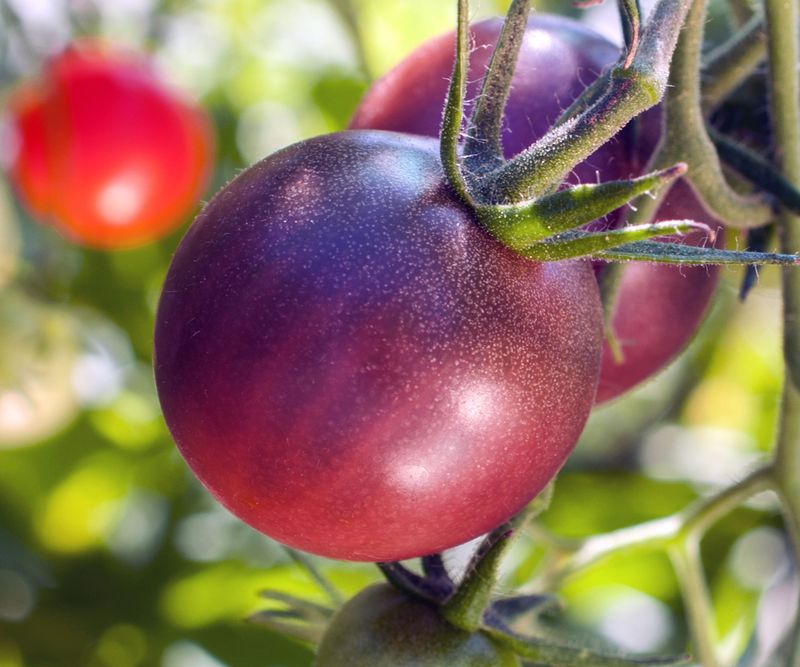 Purple Tomato