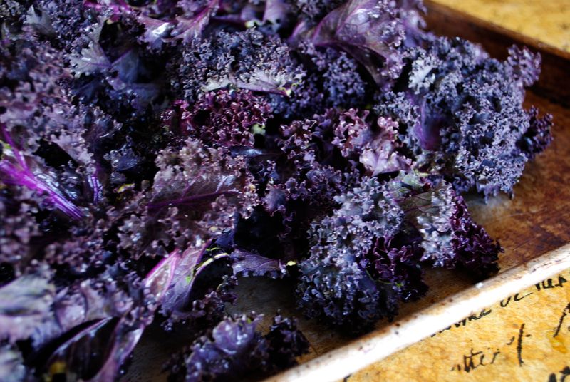 Purple Kale