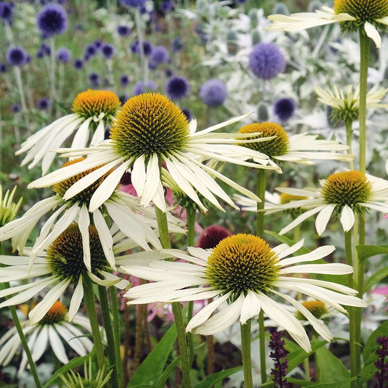 White Swan Coneflower