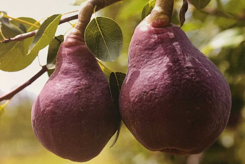 Purple Pear