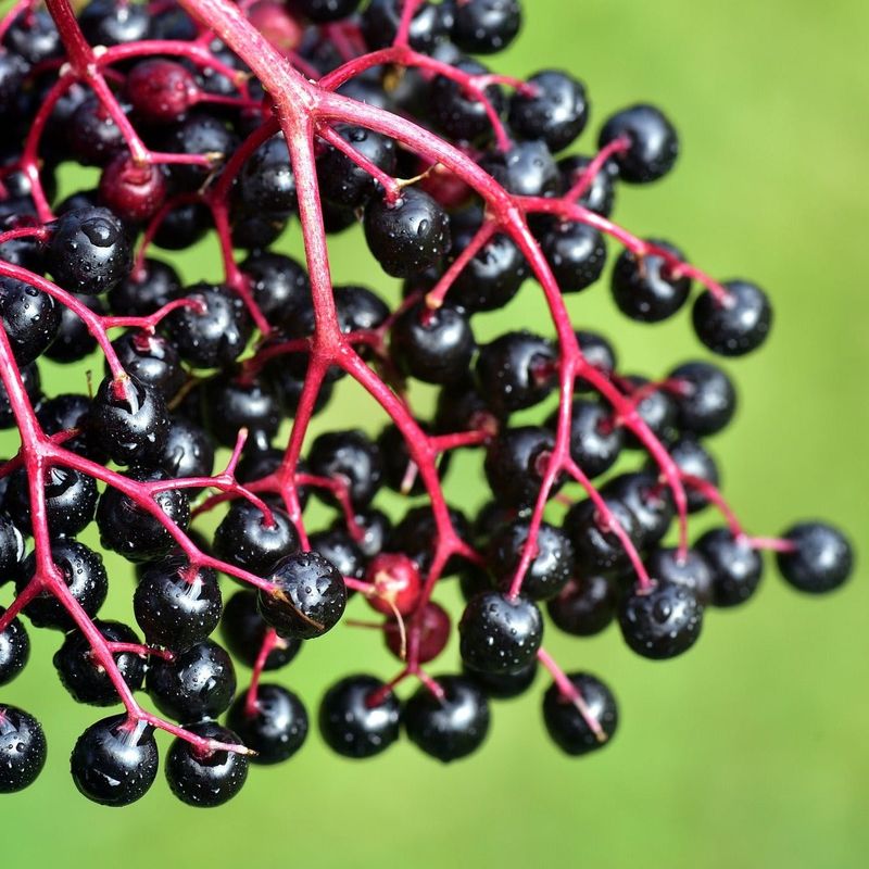 Elderberry